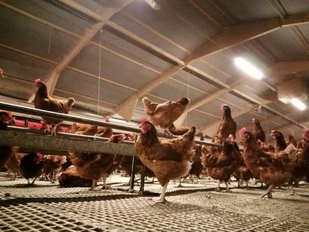 Britain’s broken egg industry shows the price of food inflation