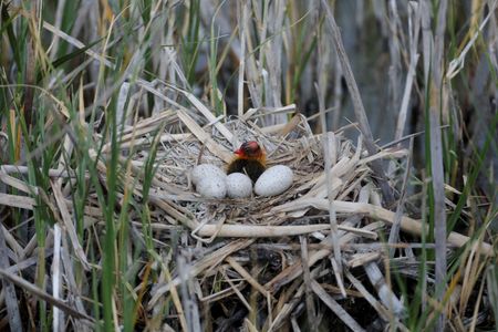 Analysis-Nature deal gets finance, business thumbs up, yet hurdles remain