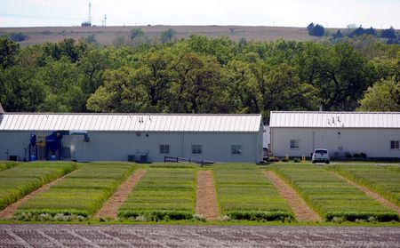 Hybrid wheat hitting U.S. fields as war, climate threaten global food supplies